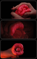 Rosa Amiga com Sucção